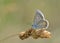 Common Blue, Greece