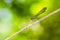 Common Blue Jewel - Portrait of damselfly