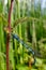 Common Blue male Damselfly in a stinging nettle at a reservoir nature conservation are in southern England.