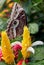 Common blue morpho butterfly on Lollipop plant or Golden Candle