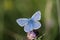 Common blue, Polyommatus icarus