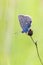 Common Blue - resting position