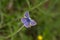 Common blue sitting on a flowe