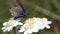 Common Blue on a Swamp Yarrow - flowers