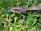 Common Blue Tongue Lizard - Portrait