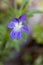 Common Blue Violet - Viola sororia