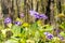 Common blue violets on forest floor in Spring