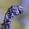 Common Bluebell flower macro