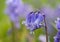 Common bluebell hyacinthoides non scripta flower