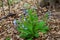 Common Bluebell plant up close in spring forest ground.