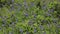 Common bluebells, hyacinthoides non-scripta