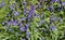 Common bluebells, hyacinthoides non-scripta