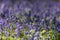 Common Bluebells(Hyacinthoides non-scripta)