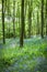 Common bluebells, Hyacinthoides non-scripta, in UK forest
