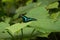 Common bluebottle butterfly resting on a large leaf