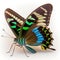 Common Bluebottle Graphium sarpedon Butterfly. Beautiful Butterfly in Wildlife. Isolate on white background