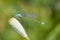 Common Bluetail Damselfly