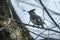 Common Bohemian Waxwing (Bombycilla garrulus) on a tree. Birds flew in to drink the spring sap from a maple tree.