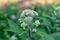 Common boneset flowers in an outdoor garden