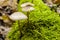 Common bonnet mushroom in the forest ground in November