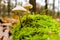 Common bonnet mushroom in the forest ground in November