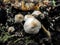 Common Bonnet mushrooms