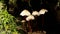 Common Bonnet mushrooms - Mycena galericulata