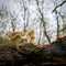 common bonnet Mycena galericulata