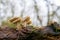 Common bonnet Mycena galericulata on a dead tree