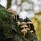 Common bonnet Mycena galericulata on a dead tree trunk