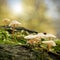 Common bonnet Mycena galericulata on a dead tree trunk