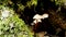 Common Bonnet - Mycena galericulata - mushrooms