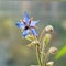 common borage