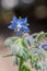 Common borage with blossom