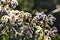 Common borage leaves and flowers