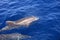 Common bottle-nosed dolphin in the Atlantic Ocean. Canary Islands. Spain