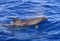 Common bottle-nosed dolphin Tursiops truncatus in the Atlantic Ocean. Canary Islands