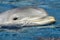 Common Bottlenose Dolphin, Atlantic Bottlenose Dolphin, Tursiops truncatus