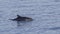 Common Bottlenose Dolphin in Clear Blue Sea