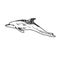 Common bottlenose dolphin, hand drawn doodle, sketch, vector outline illustration