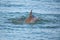 Common bottlenose dolphin showing dorsal fin