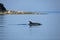 Common bottlenose dolphin surfacing on the Adriatic Sea