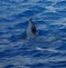 Common Bottlenose Dolphin - Tursiops truncatus