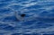 Common Bottlenose Dolphin - Tursiops truncatus