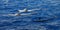 Common Bottlenose Dolphin - Tursiops truncatus