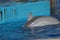 Common Bottlenose Dolphin - Tursiops truncatus