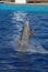 Common Bottlenose Dolphin - Tursiops truncatus