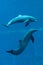 Common bottlenose dolphin (Tursiops truncatus).