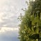 Common boxwood with dew, sky and clouds as background.