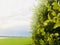 Common boxwood with raindrops, field, morning sky and clouds as background.